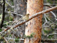 Bokfink (Fringilla coelebs)