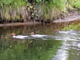 Laksand (Mergus merganser)