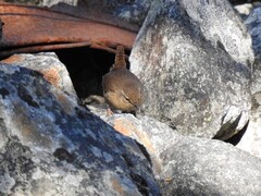 Gjerdesmett (Troglodytes troglodytes)