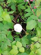 Kjempespringfrø (Impatiens glandulifera)