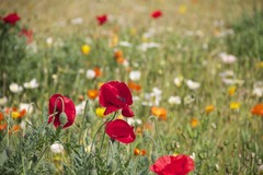 Kornvalmue (Papaver rhoeas)