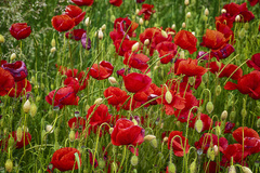 Kornvalmue (Papaver rhoeas)