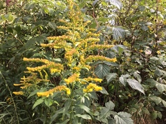 Kanadagullris (Solidago canadensis)