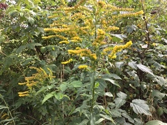 Kanadagullris (Solidago canadensis)