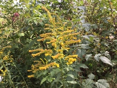 Kanadagullris (Solidago canadensis)