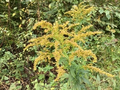 Kanadagullris (Solidago canadensis)