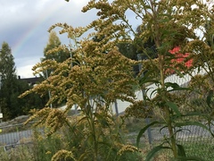 Kanadagullris (Solidago canadensis)