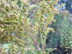 Kanadagullris (Solidago canadensis)