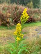 Kanadagullris (Solidago canadensis)