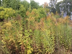 Kanadagullris (Solidago canadensis)