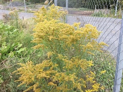 Kanadagullris (Solidago canadensis)