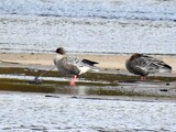 Kortnebbgås (Anser brachyrhynchus)