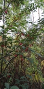 Bulkemispel (Cotoneaster bullatus)