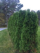 Tuja (Thuja occidentalis)