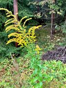 Kanadagullris (Solidago canadensis)