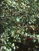 Bulkemispel (Cotoneaster bullatus)