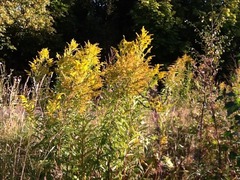 Kanadagullris (Solidago canadensis)