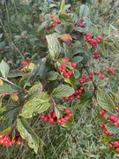 Bulkemispel (Cotoneaster bullatus)