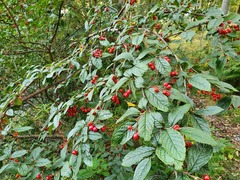 Bulkemispel (Cotoneaster bullatus)