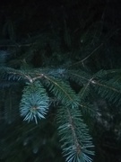 Sitkagran/lutzgran (Picea sitchensis/×lutzii)