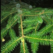 Sitkagran/lutzgran (Picea sitchensis/×lutzii)