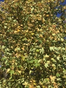 Platanlønn (Acer pseudoplatanus)