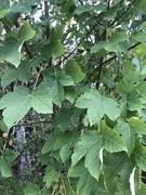 Platanlønn (Acer pseudoplatanus)