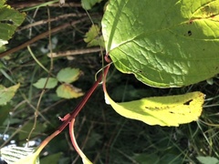 Parkslirekne (Reynoutria japonica)