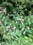 Kjempespringfrø (Impatiens glandulifera)