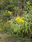 Kanadagullris (Solidago canadensis)