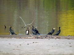 Storskarv (Phalacrocorax carbo)