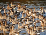 Kortnebbgås (Anser brachyrhynchus)
