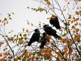 Kaie (Corvus monedula)