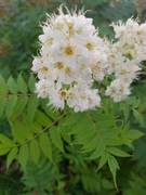 Rognspirea (Sorbaria sorbifolia)