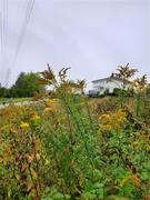 Kanadagullris (Solidago canadensis)