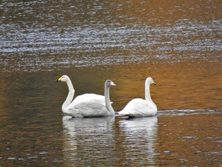 Sangsvane (Cygnus cygnus)