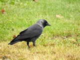 Kaie (Corvus monedula)