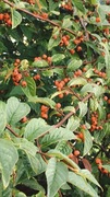 Bulkemispel (Cotoneaster bullatus)