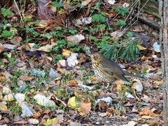 Måltrost (Turdus philomelos)