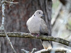 Tyrkerdue (Streptopelia decaocto)