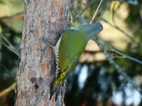 Gråspett (Picus canus)