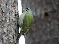 Gråspett (Picus canus)