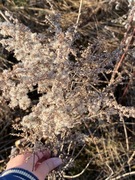 Kanadagullris (Solidago canadensis)