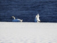 Knoppsvane (Cygnus olor)