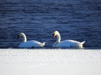 Knoppsvane (Cygnus olor)