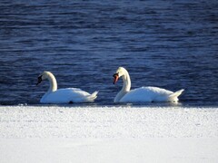 Knoppsvane (Cygnus olor)