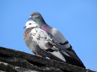 Bydue (Columba livia domestica)