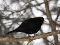 Svarttrost (Turdus merula)