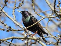 Stær (Sturnus vulgaris)