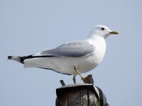 Fiskemåke (Larus canus)